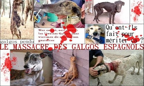 Imposer une loi pour l'arrêt du massacre des lévriers en Espagne