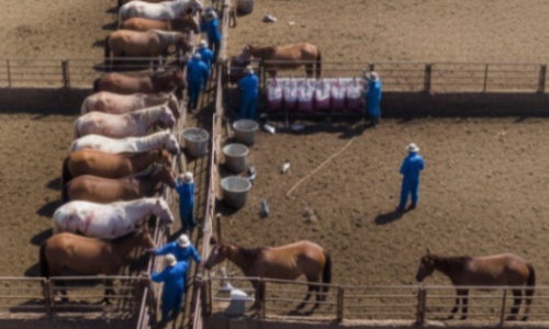 Arrêtez les fermes de sang : Mettez fin à la torture des juments gestantes pour des profits industriels !