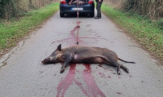 Scandale dans le Tarn : Halte à la barbarie et à l'impunité envers la faune sauvage !