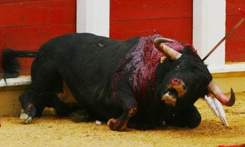 Rodilhan, arrêtez à tout jamais la corrida !