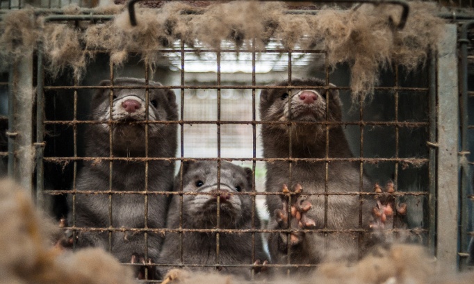 Arrêtez le commerce du sang : exigez un interdiction mondiale permanente de l'élevage de fourrure !