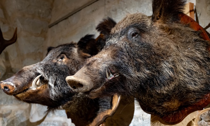 La vie n'est pas un trophée : Interdisez l'importation et la chasse des espèces sauvages menacées !