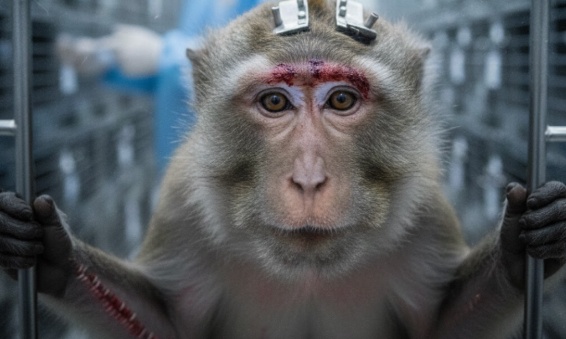 Arrêtez le commerce mondial des primates pour la recherche !