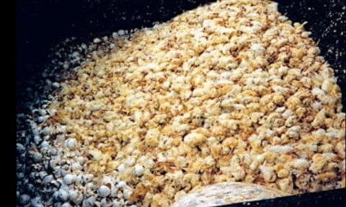 Mettez fin au massacre des innocents : interdisez l'abattage des poussins mâles dans le monde entier !