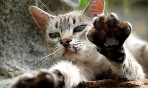 Établir un partenariat avec la SPCA pour la capture, stérilisation et relâche des chats errants à Laval