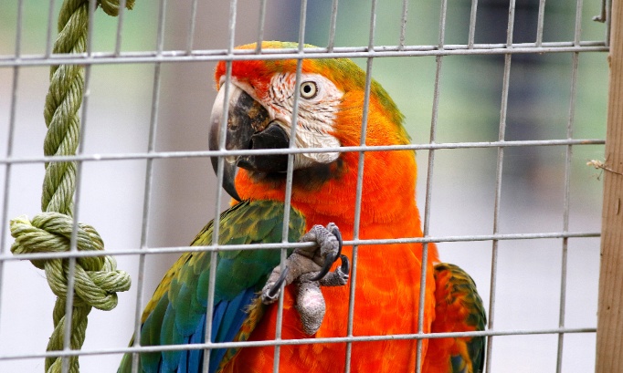 Leur maison est la nature, pas votre salon : Stop à l'exploitation des animaux exotiques !