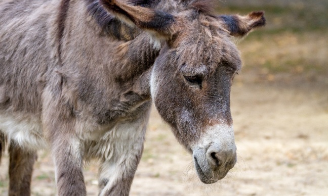 Les ânes ne sont pas des ingrédients : Stop au massacre pour la gélatine 