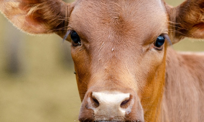 Pour une application de l'article 515-14 dans les élevages et abattoirs français