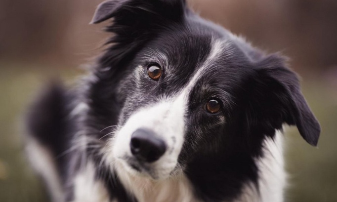 Revoir le jugement pour SPIKE, border collie tué de 250 plombs