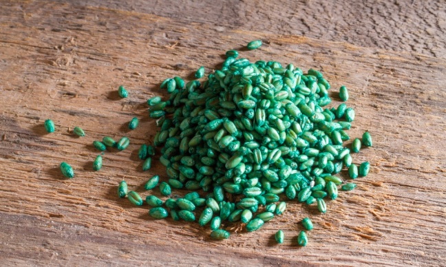 Justice pour notre petit chat Ulysse : interdisons les poisons mortels utilisés contre les rats !