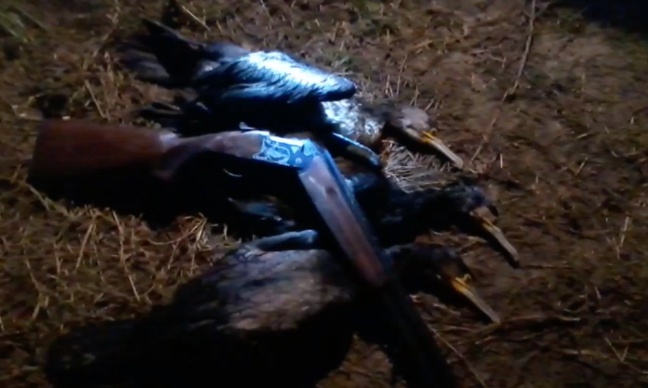 Stop à l’abattage des cormorans à Joncherey, protégez les oiseaux