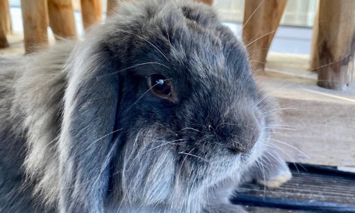 Pour que je puisse adopter Rebel, mon lapin en famille d'accueil