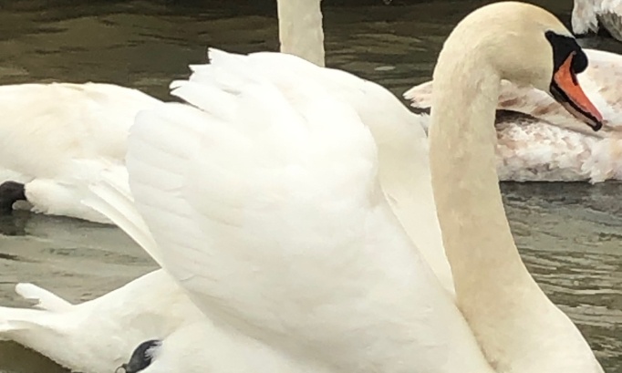 Pour la protection des oiseaux du Val d'Auron : Un appel à la mairie de Bourges