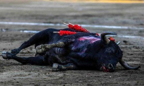 Bessan - non aux fiestas camperas !