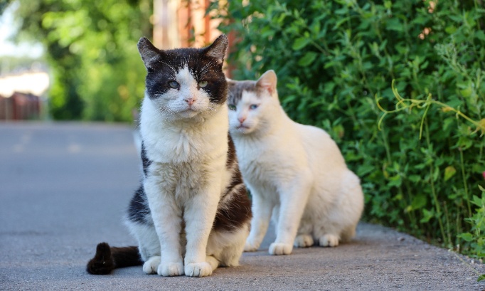 Les municipalités ne respectent pas l'obligation de stérilisation des chats errants