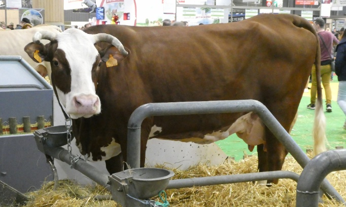 Pas de salon de l'agriculture 2026 sans toutes les vaches