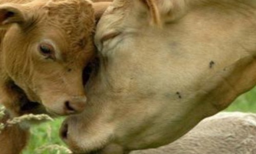 Stop à la séparation du veau de leur mère afin de consommer leur lait !