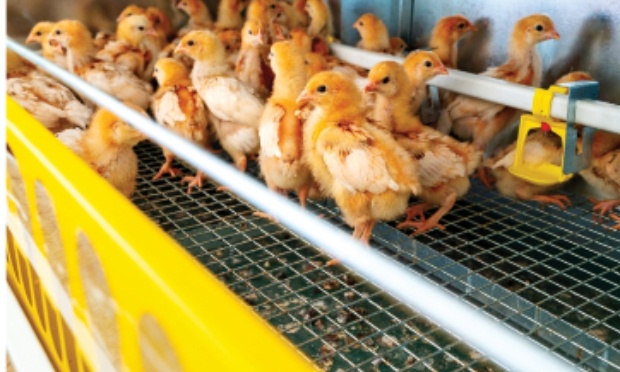 Stop à l’épointage une mutilation systématique chez les poussins pourtant évitable !!!