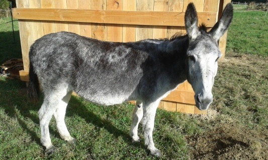 Pour l'euthanasie des chiens dangereux et la condamnation du propriétaire