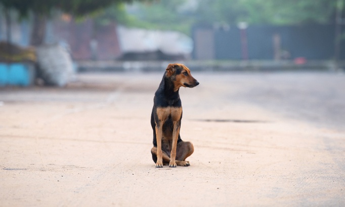 Pour un renforcement des sanctions contre l'abandon et la maltraitance animale
