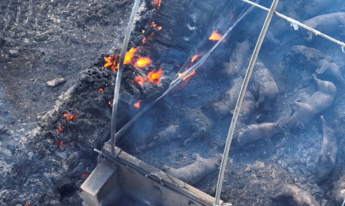 176 679 animaux d'élevage brûlés vifs en 2025 : Ça suffit !