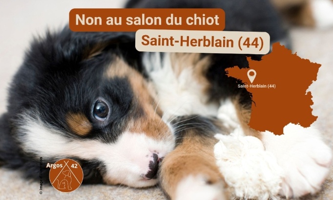 Non au Salon du Chiot de Saint‑Herblain