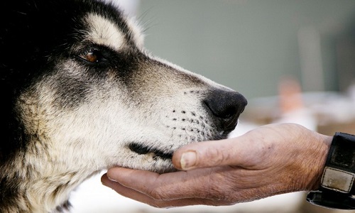 Pour une loi contre les maltraitances des animaux