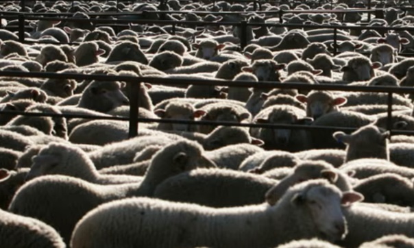 Interdisez les exportations d'animaux vivants pour toujours : Stoppez la souffrance sur les 