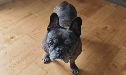 Aidez-moi à retrouver ma chienne de 14 ans disparue à Mazères, retrouvons-la vite !