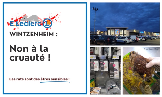 Pour le retrait des pièges à colle au E.Leclerc Logelbach-Wintzenheim