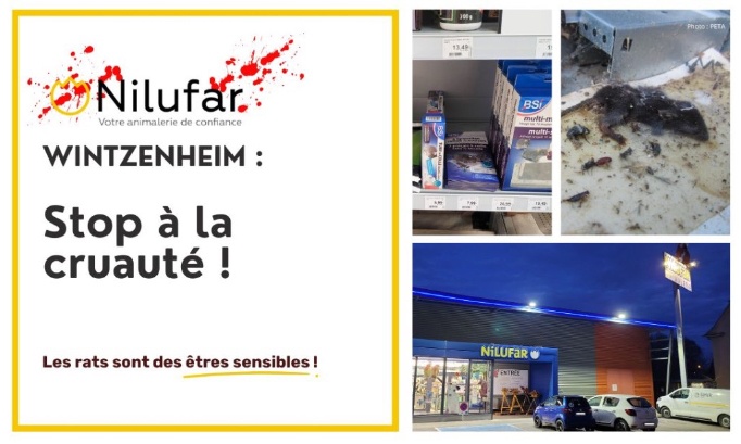 Stop à la cruauté animale au Nilufar Colmar-Wintzenheim