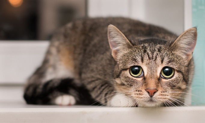 Pour la protection des chats du Haut-Doubs, agir maintenant