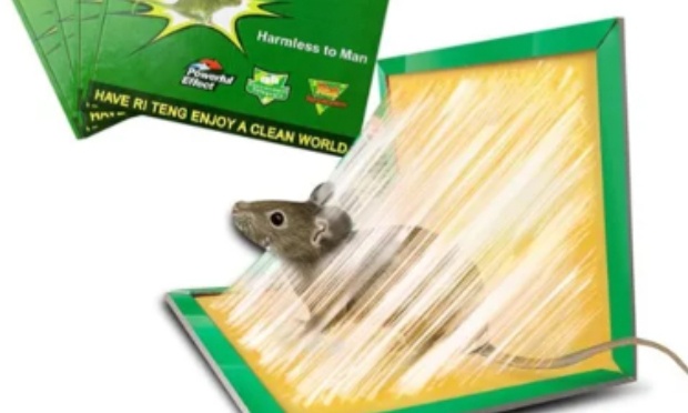 Pour une interdiction totale des pièges à colle en France !