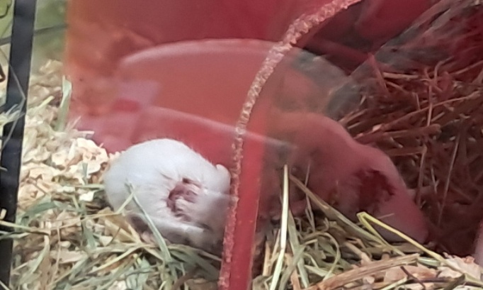 Stop aux souris blessées chez le Jardi Leclerc de Bapeaume!