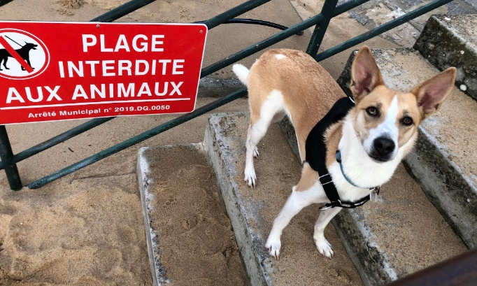 Pour le retour des chiens sur les plages de Saint Jean de Luz et Ciboure