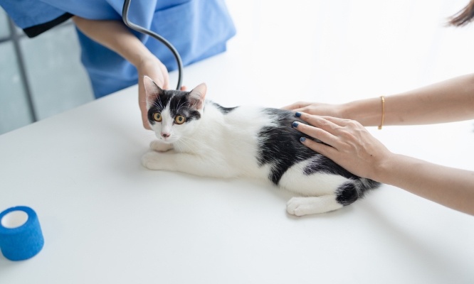 Pour la réouverture d'un dispensaire vétérinaire social à Nice