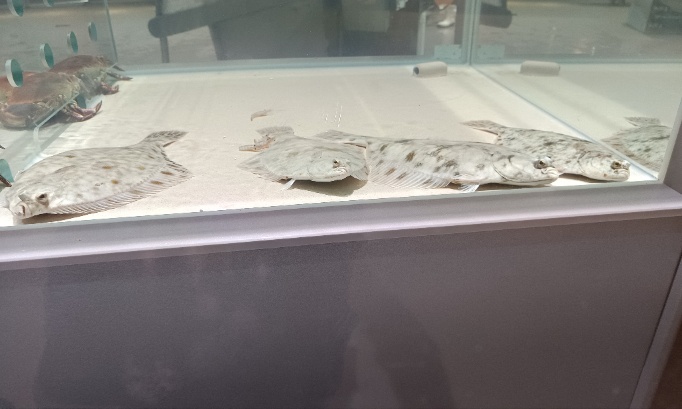 Interdire la vente de poissons vivants à la poissonnerie du Leclerc de Saint-Brévin les pins