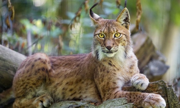 Justice exemplaire pour la femelle  lynx lapidée et fusillée dans l'Ain