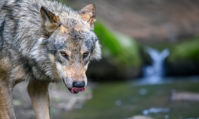 Interdisez l'abattage des loups et protégez notre écosystème
