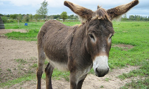 Non au saucisson d'âne à Port Louis