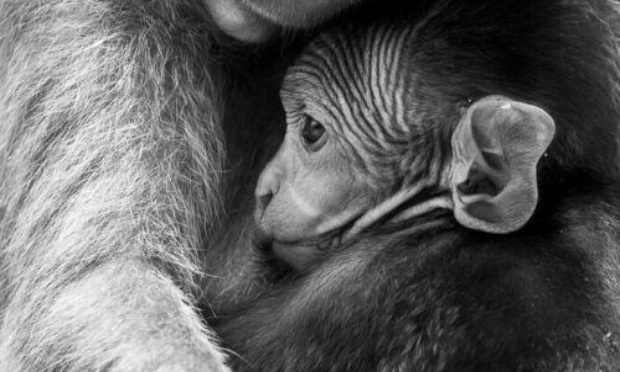 Pour une meilleure information sur les laboratoires d'expérimentation animale au CEA