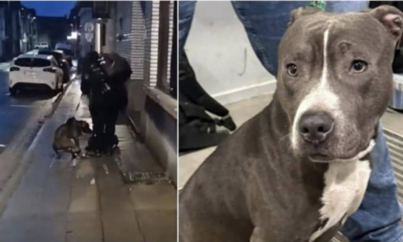 Maltraitance zirko staff