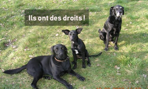 Pour un Ministère ou un Secrétariat d'État en faveur des animaux