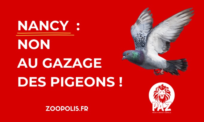 Nancy : stop au gazage des pigeons