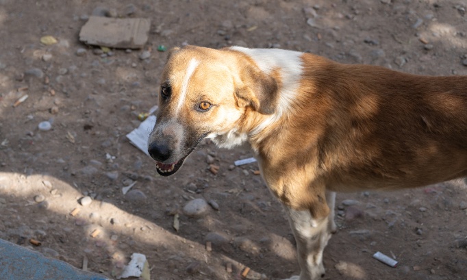 Pour que BFM TV reconnaisse et médiatise le MASSACRE D'ANIMAUX ERRANTS AU MAROC