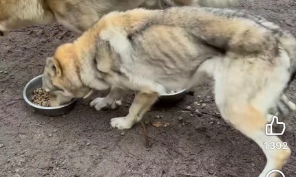 Demande de fermeture administrative d’un refuge canin Éco-Sanctuaire d'Aiseirigh suite à des contrôles et saisies pour manquements graves au bien-être animal