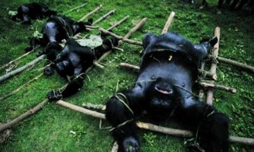 Sauvegardons tous les animaux sur cette planète