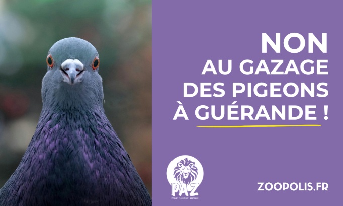 Guérande : stop au gazage des pigeons !