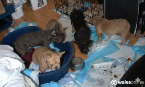 justice pour les animaux : exigeons des peines de prison ferme contre les fermes à chiots de l'horreur !