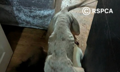 justice for the milford 52: stop the "house of horrors" breeders